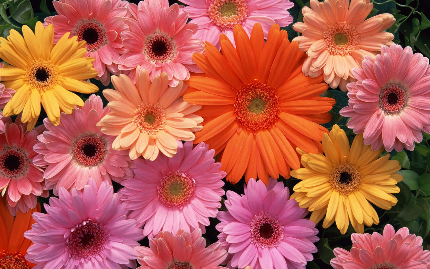 Fundal Floral Estetic Fundal
