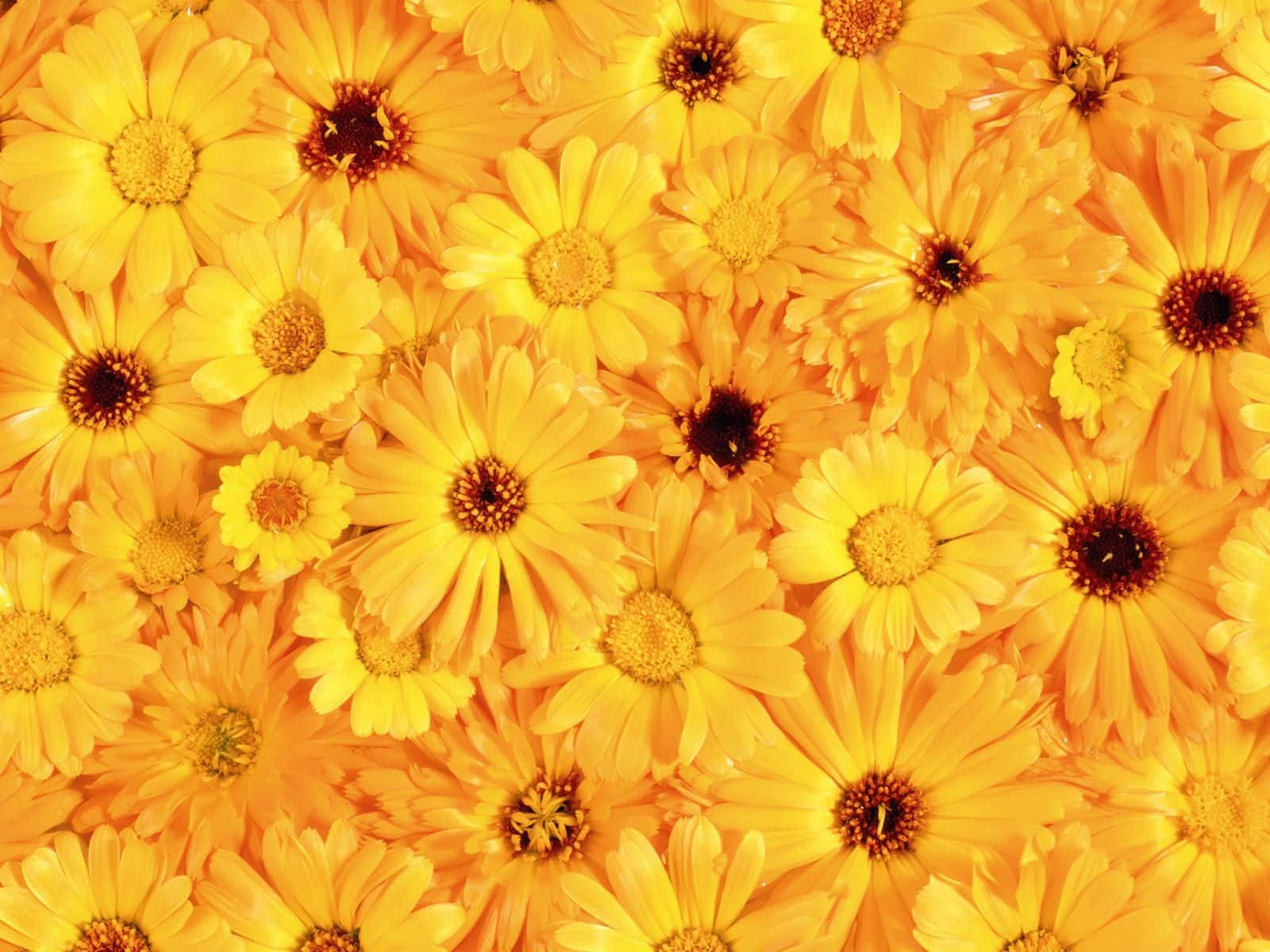 Fundal Floral Estetic: Frumusețe Înflorită pentru Ecranul Tău Fundal