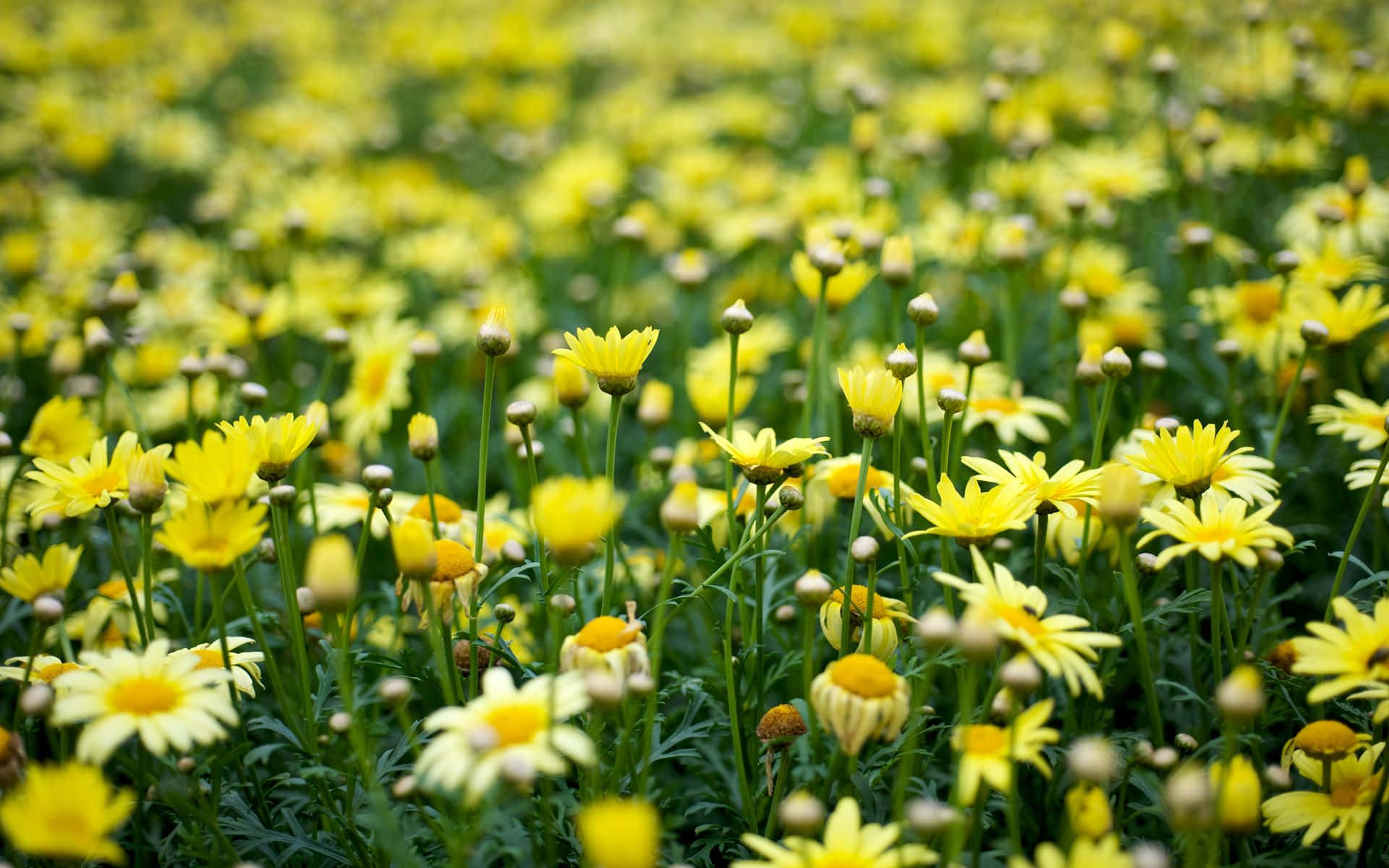 Fundal Floral Estetic: O Simfonie de Flori și Petale Delicate Fundal