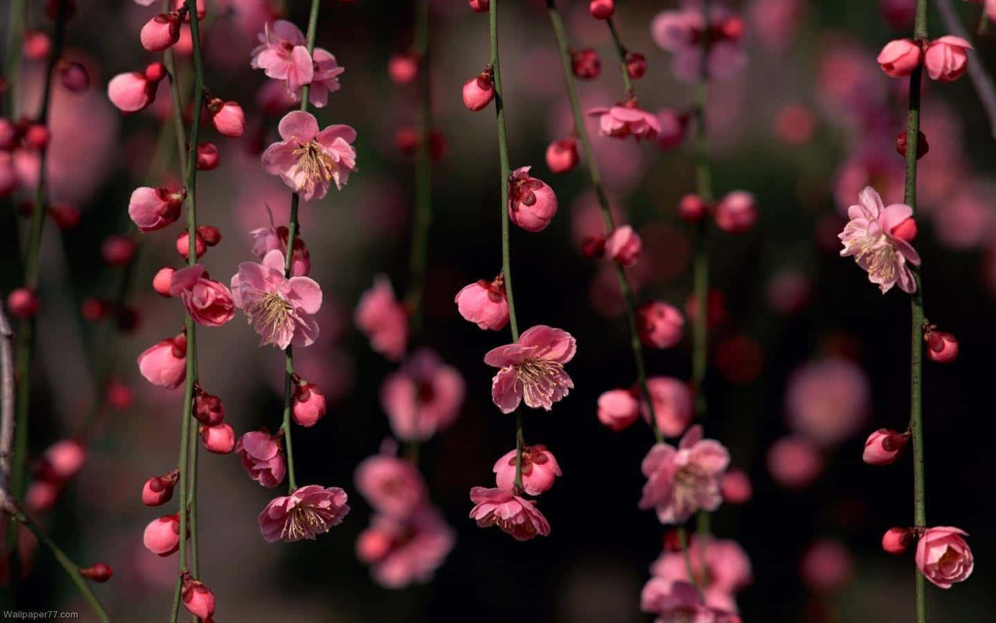 Fundal floral întunecat fermecător Fundal