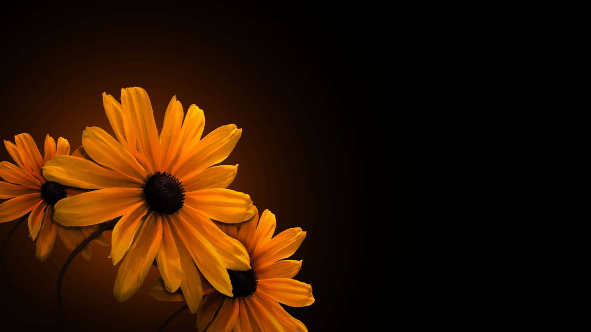 Fundal floral întunecat fermecător Fundal