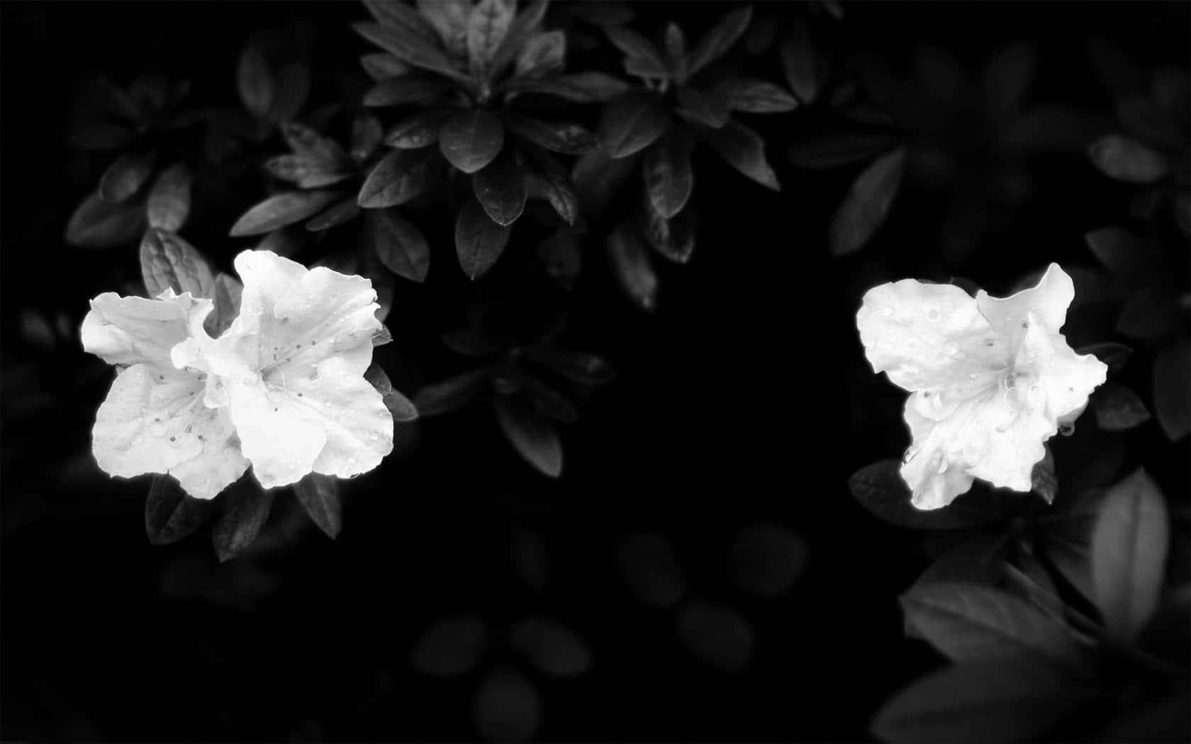 Fundal floral întunecat captivant Fundal