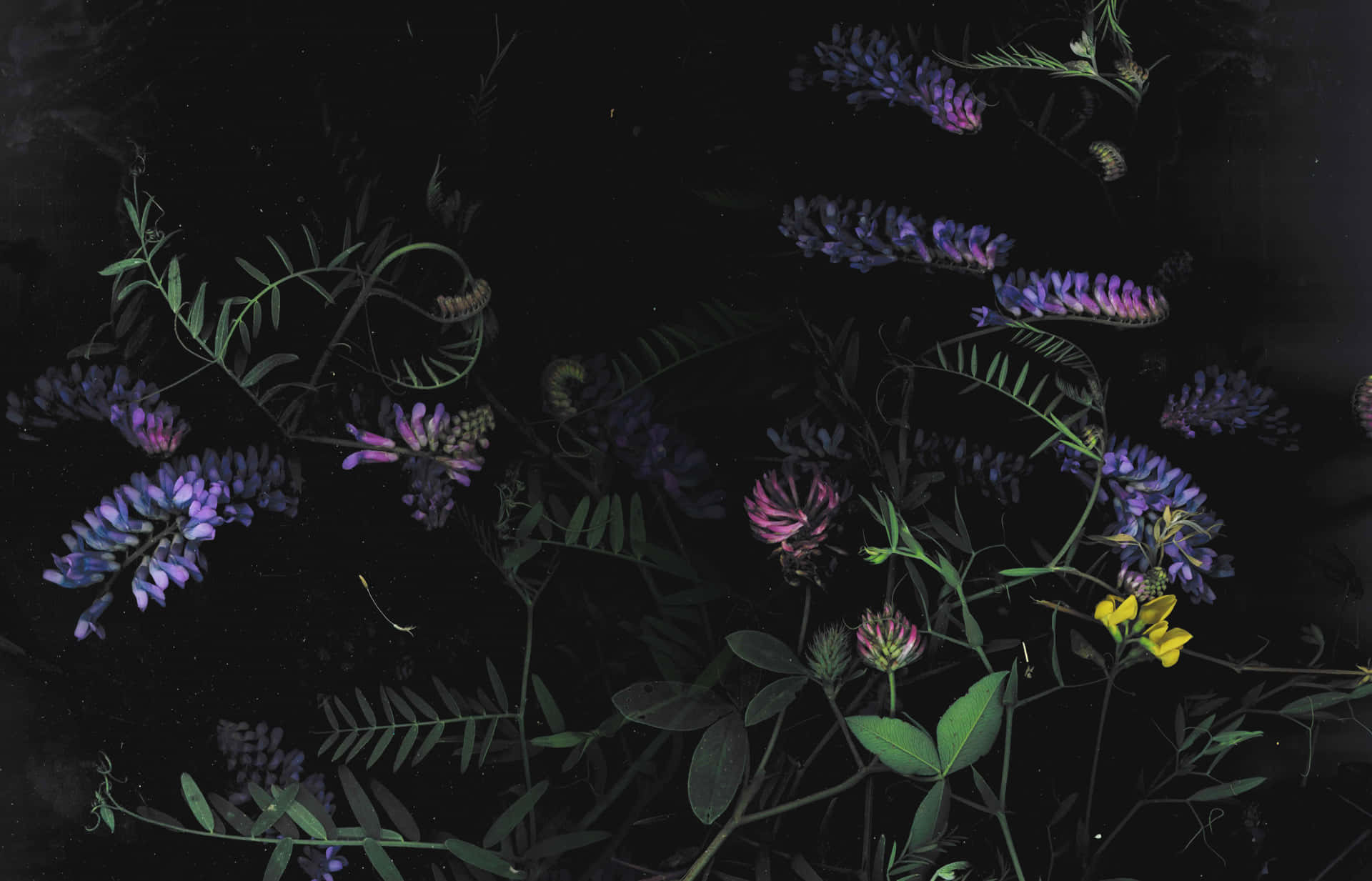Fundal floral întunecat fermecător Fundal