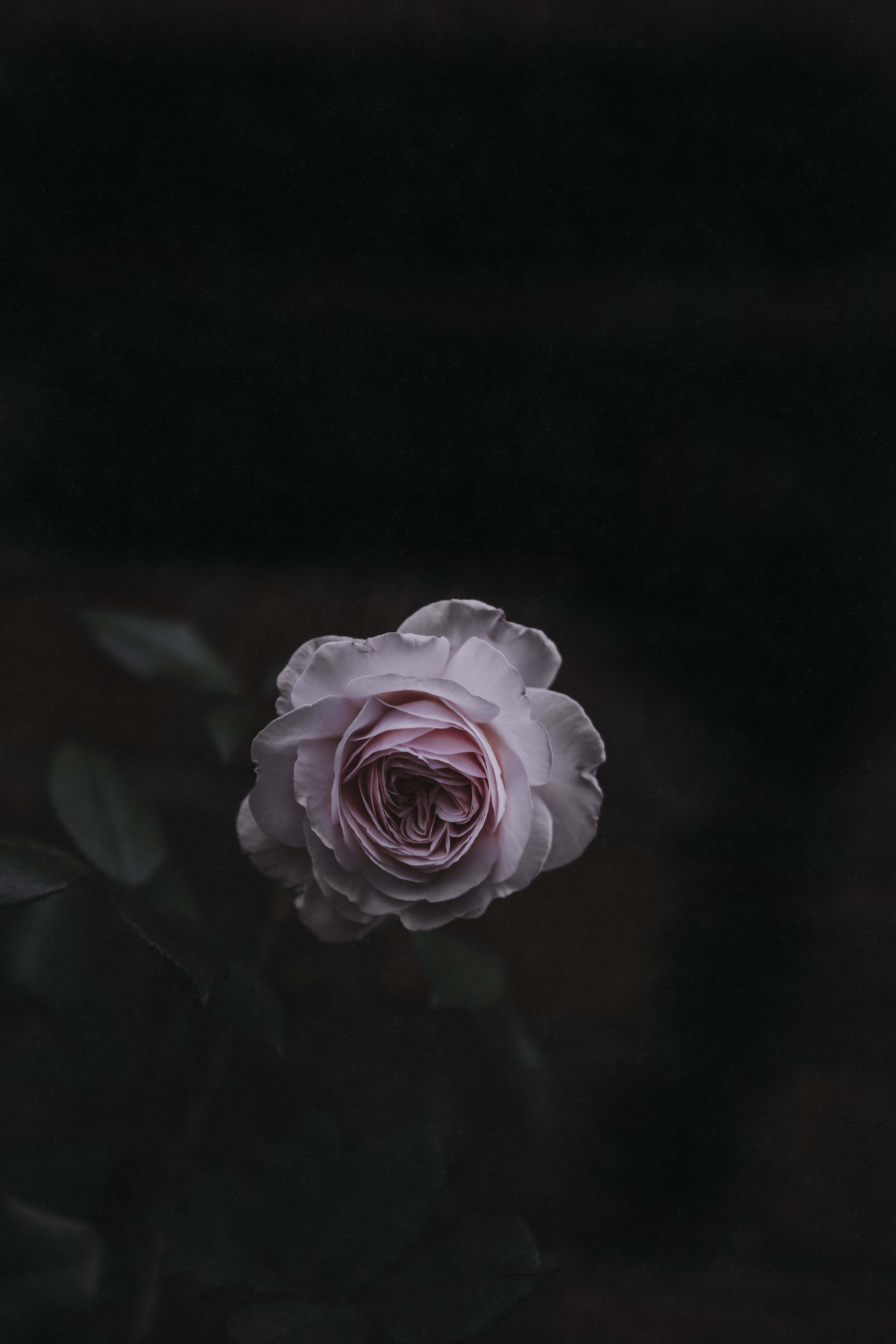 Fundal floral întunecat captivant Fundal