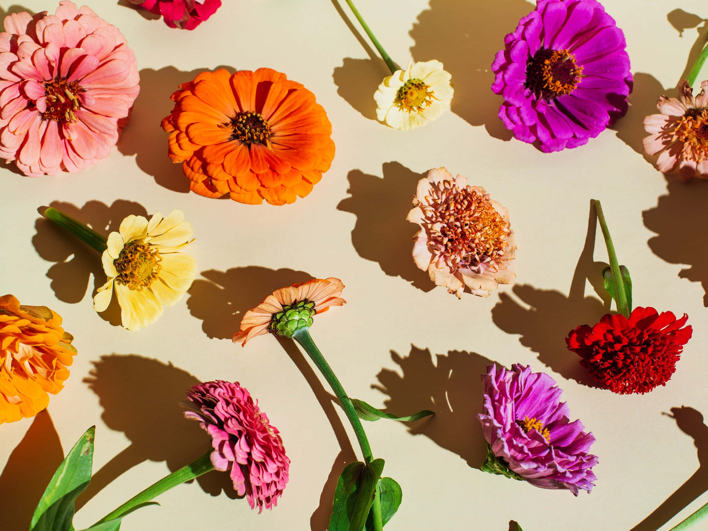 Fundal Floral Fundal