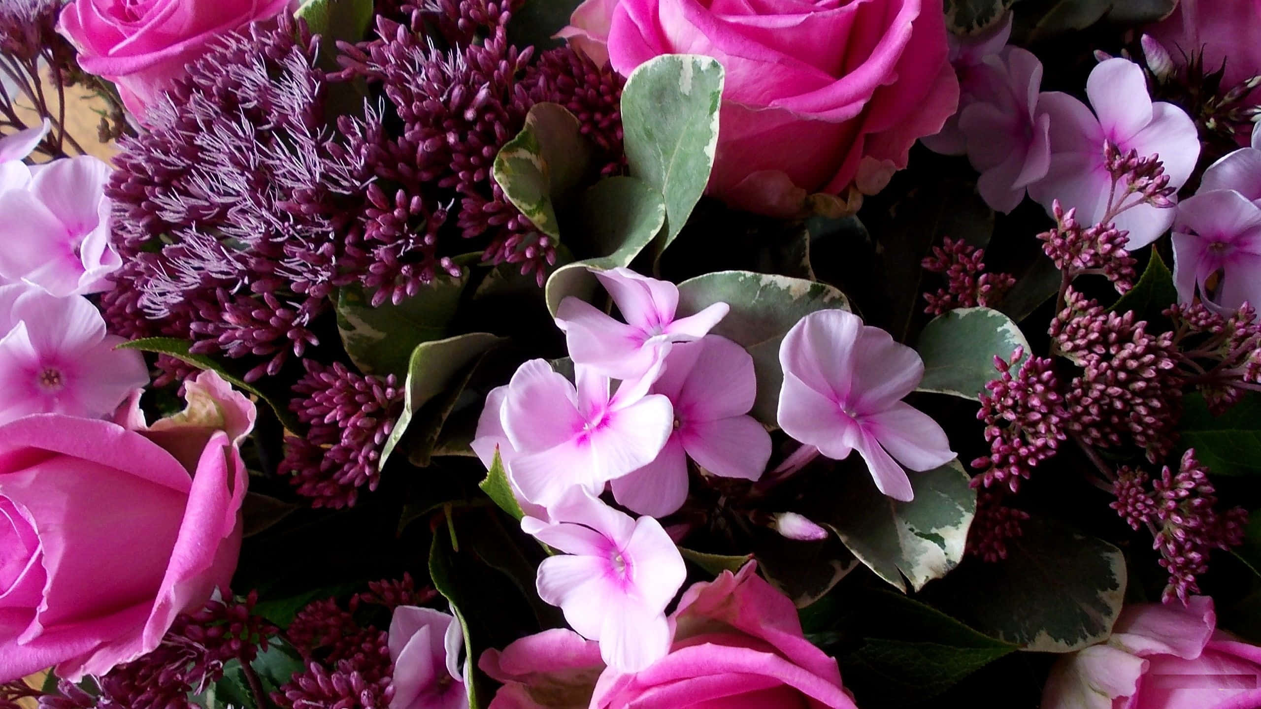 Fundal Floral Roz în Plenă Înflorire Fundal