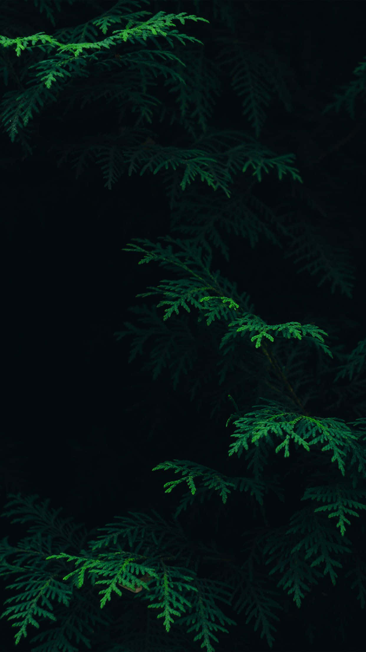 Fundal Gradient Aesthetic Verde Închis Încântător Fundal