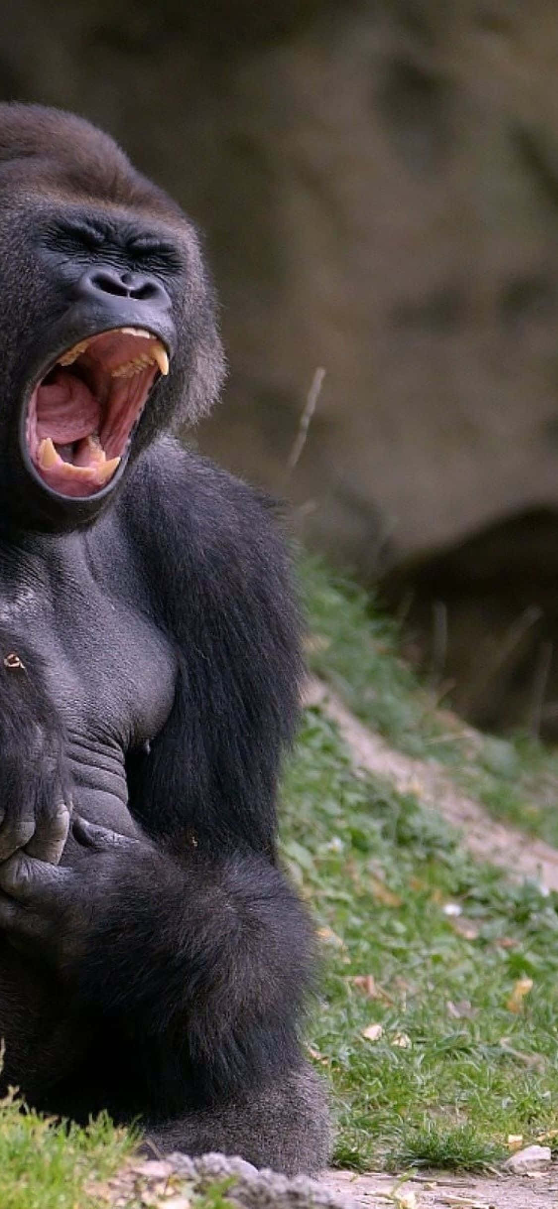 iPhone Xs Max Gorilla Fundal Răcnet Furios Fundal