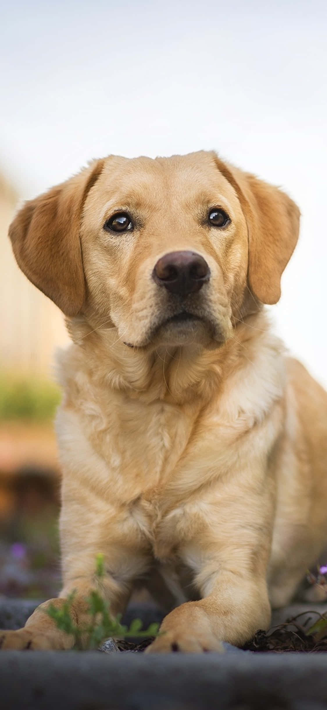 Fundal Labrador Fundal