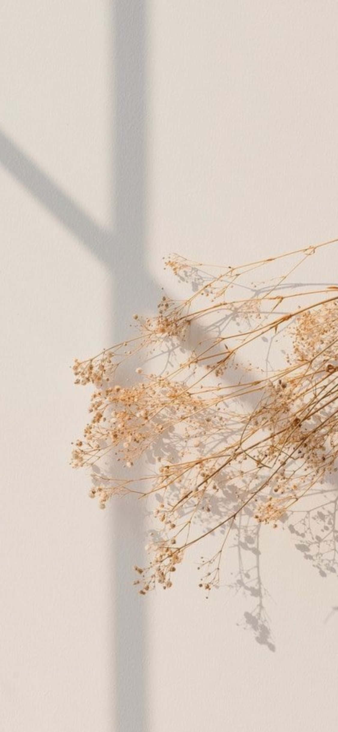 Fond Minimalist iPhone X cu Flori de Baby's Breath Fundal