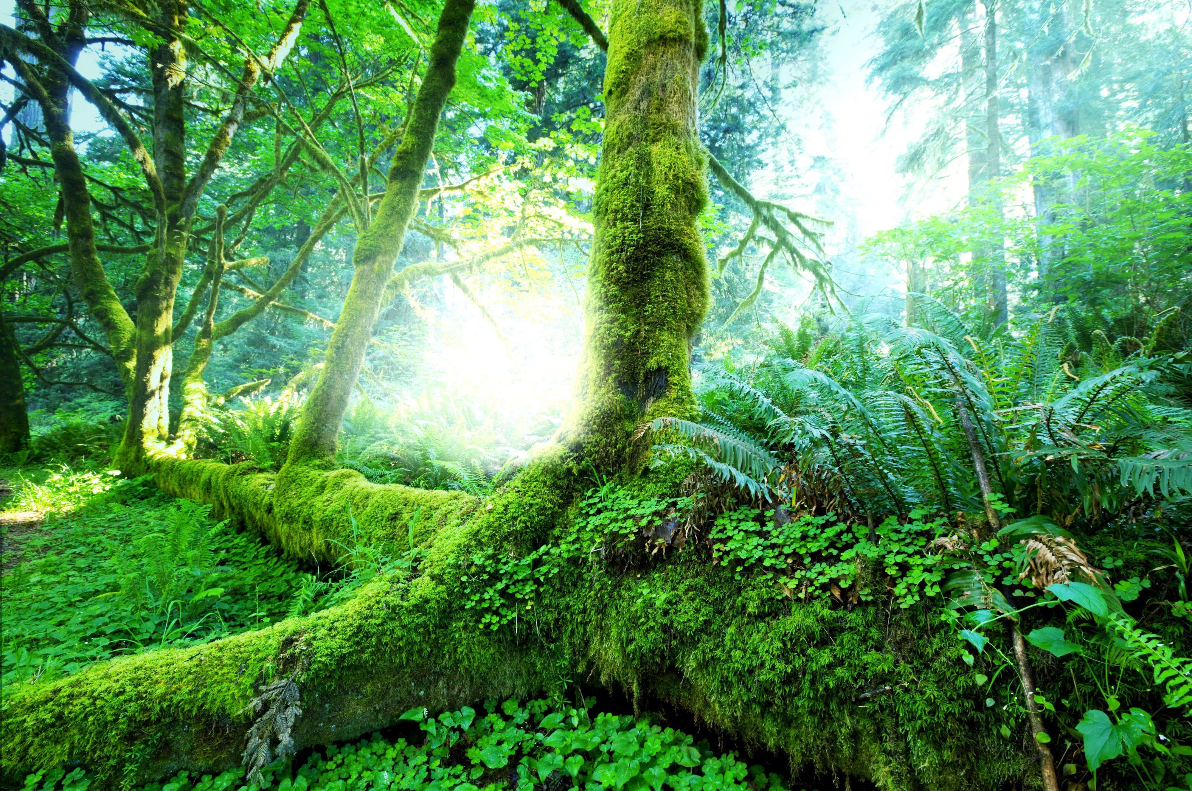 Fundal Pădure Tropicală Fundal