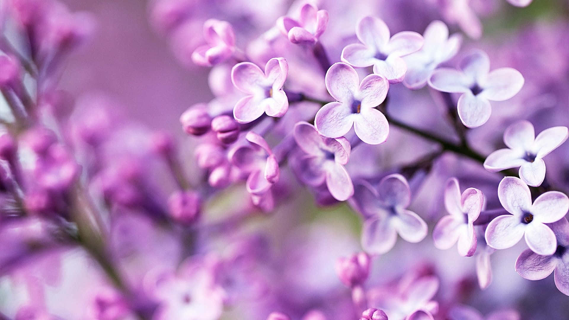 Fundal Pastel Violet Fundal