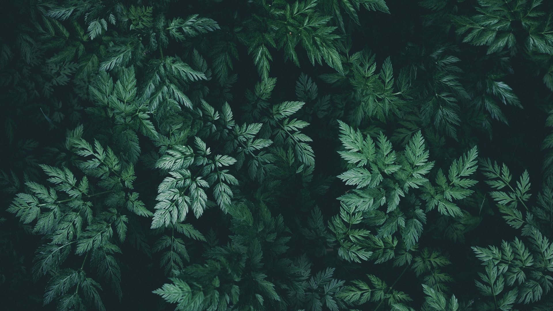 Fundal verde inchis cu estetica naturala Fundal