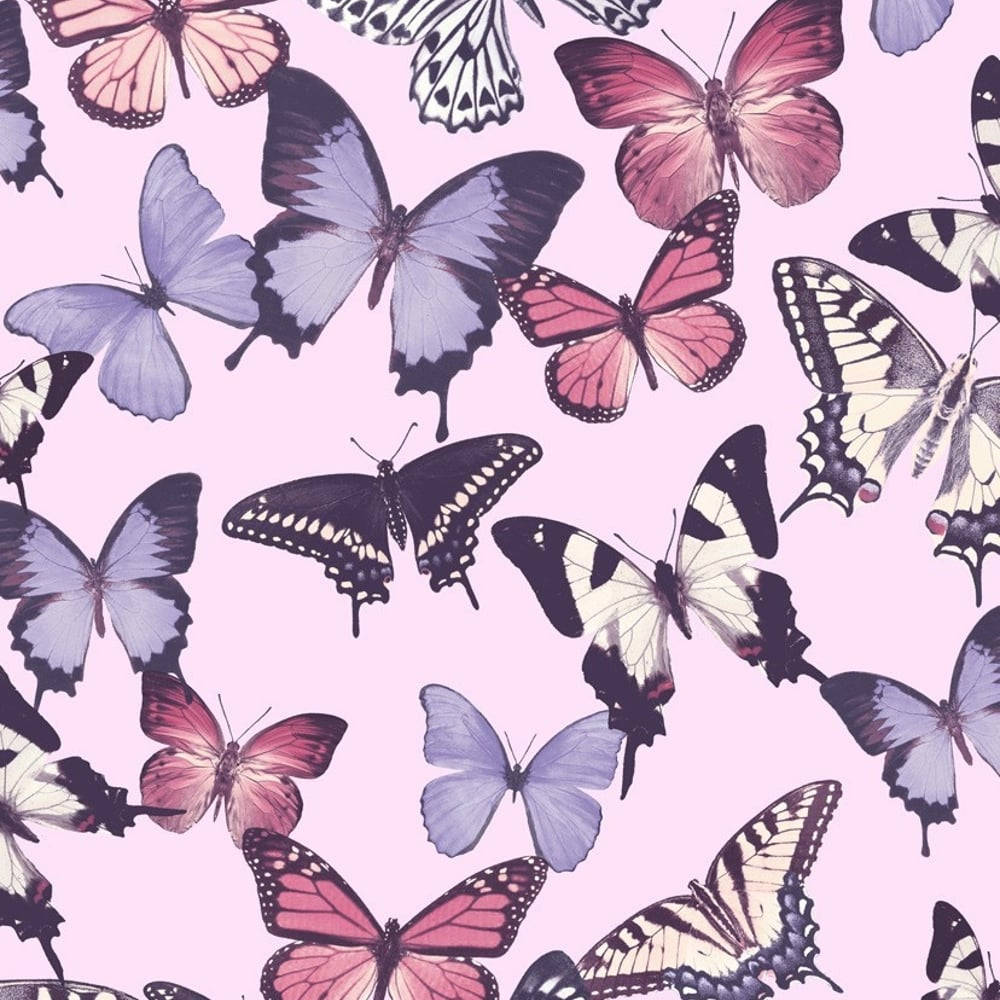 Fundal violet, negru, alb și fluturași roz adorabili Fundal