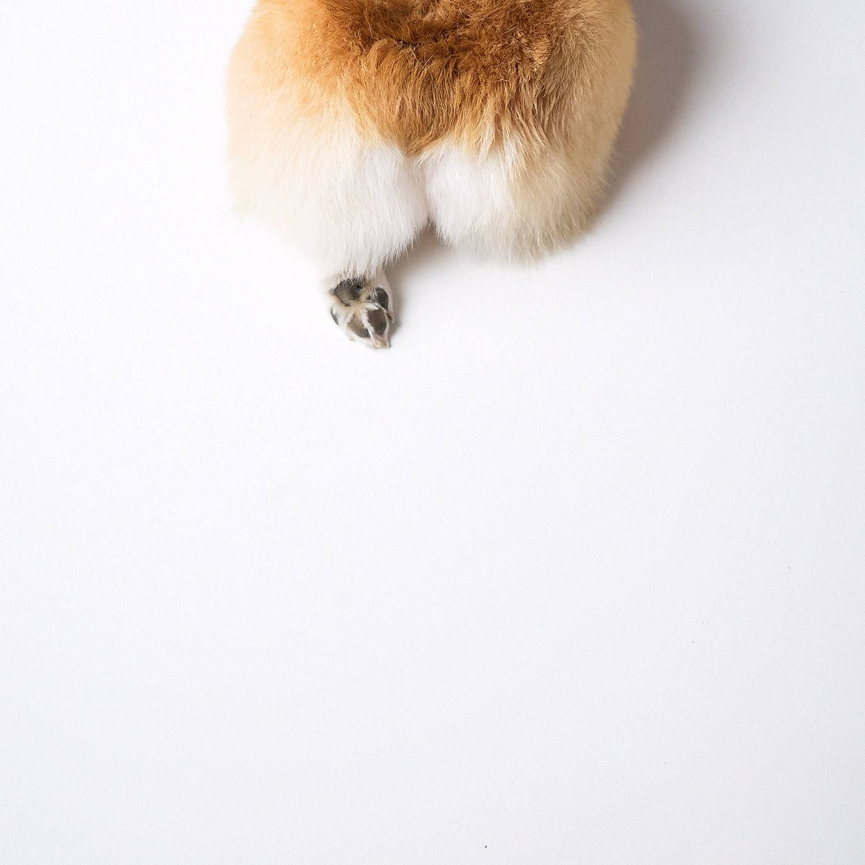 Fundițe de Corgi Fundal