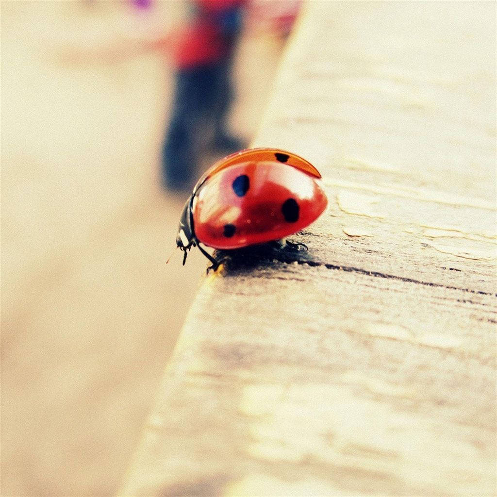 Gărgăriță insectă Fundal