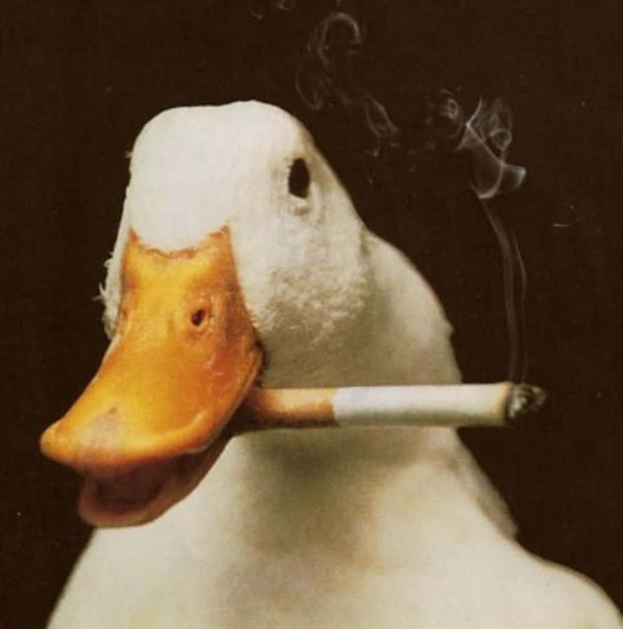 Gâscă amuzantă care fumează o țigară Fundal