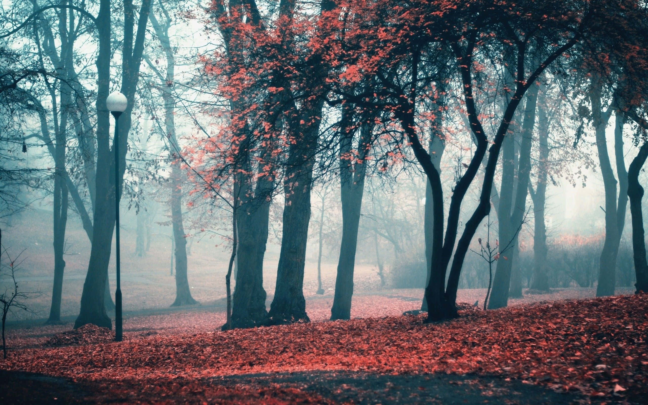 Găsește Alinare în Natură în Această Toamnă Fundal
