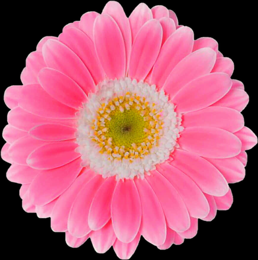 Gerbera Daisy Roz Vibrant pe Fundal Negru Fundal