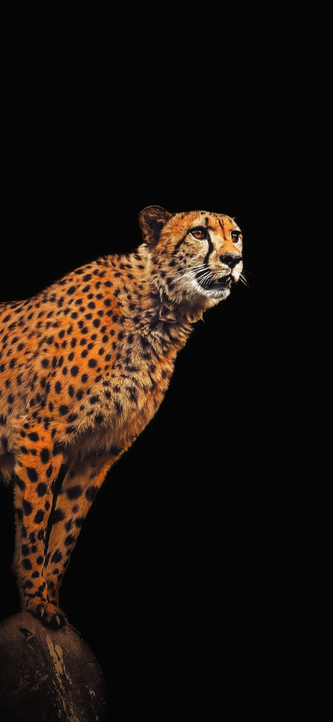 ghepard pe o stâncă cu fundal negru Fundal