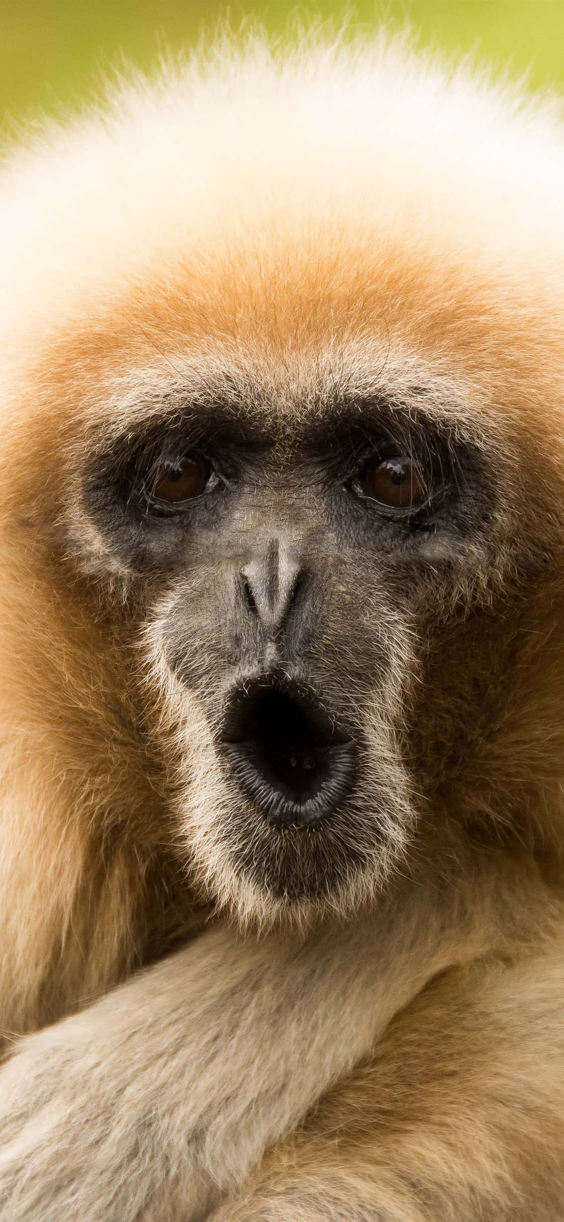 Gibbon cu față amuzantă pentru iPhone X Fundal