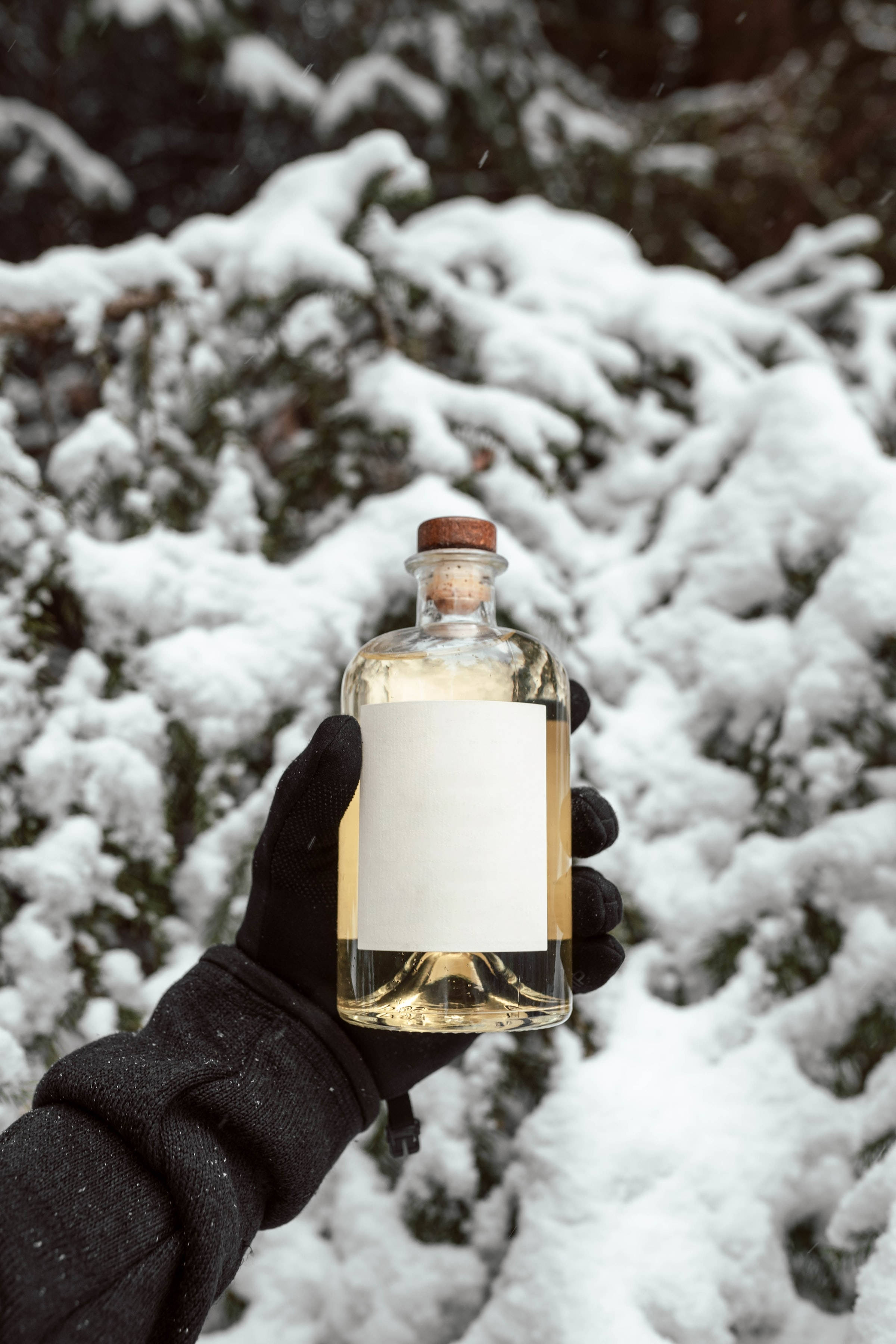 Gin pe zăpadă Fundal