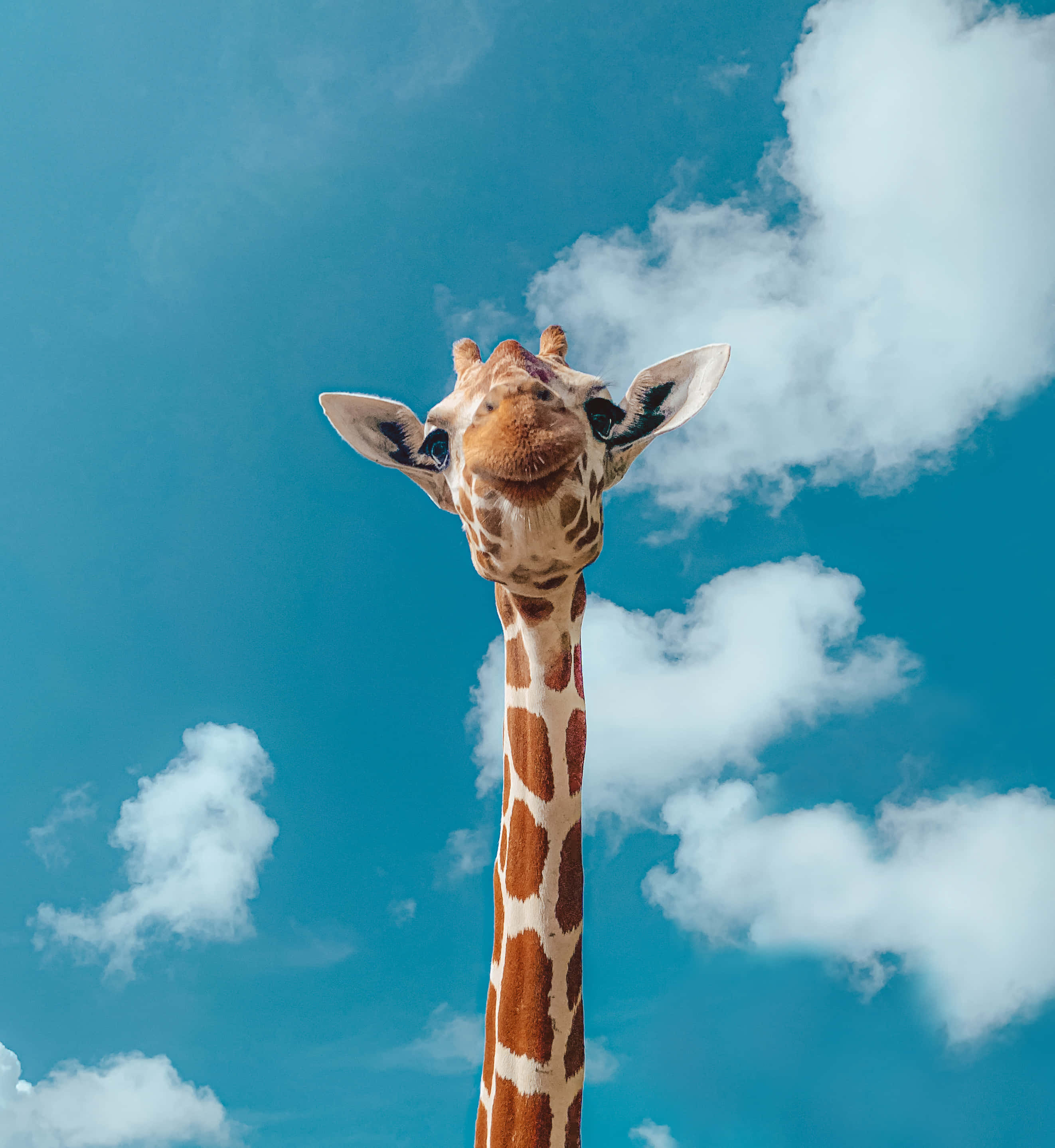 Girafă Animal Lucruri Drăguțe Fundal