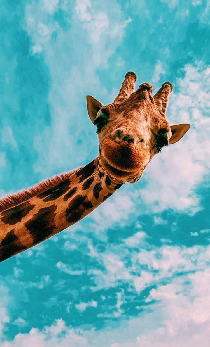 Girafă maro cer albastru drăguț iPhone Fundal