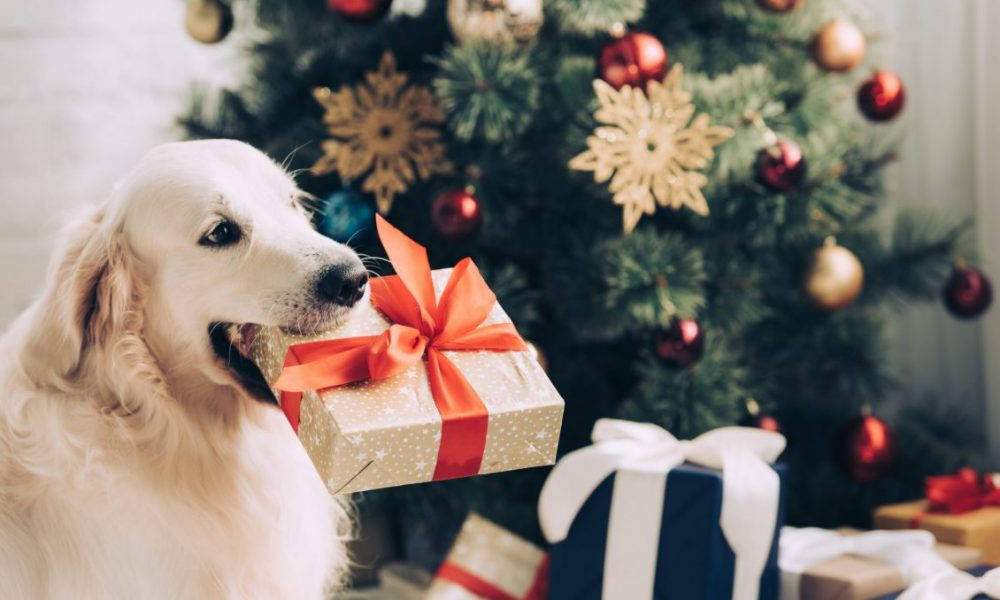 Golden Retriever cu cadou de Crăciun Fundal