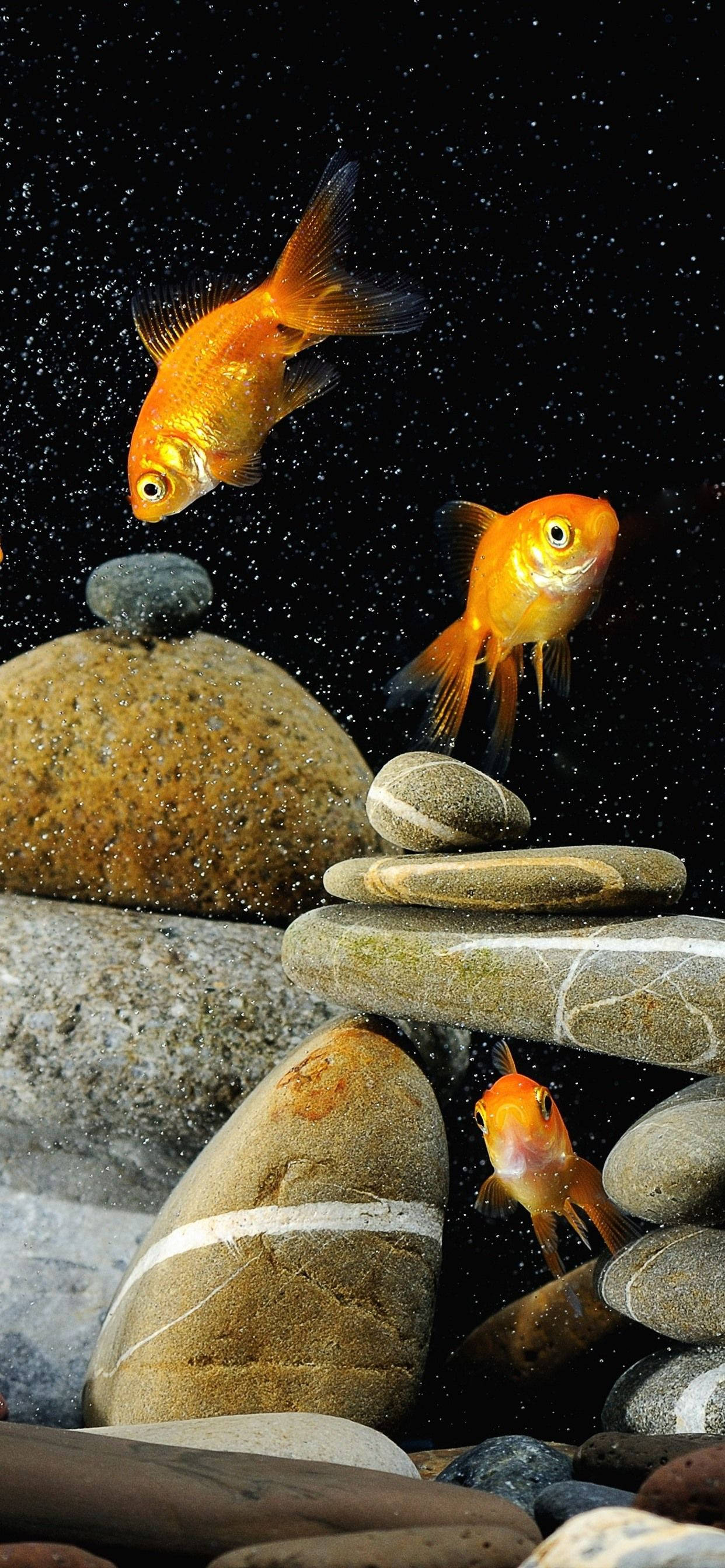 Goldfishes And Rocks Fundal