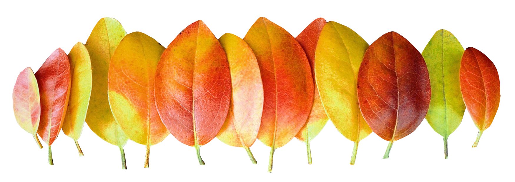 Gradient de culoare a frunzelor de toamnă.PNG Fundal