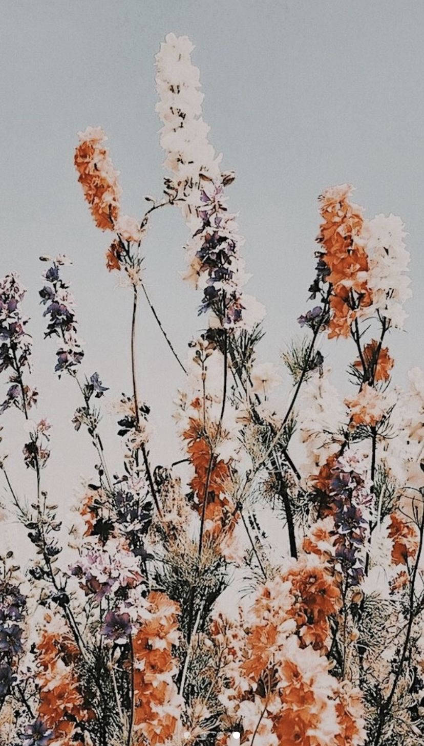 Grădină de Flori Boho Estetic Fundal