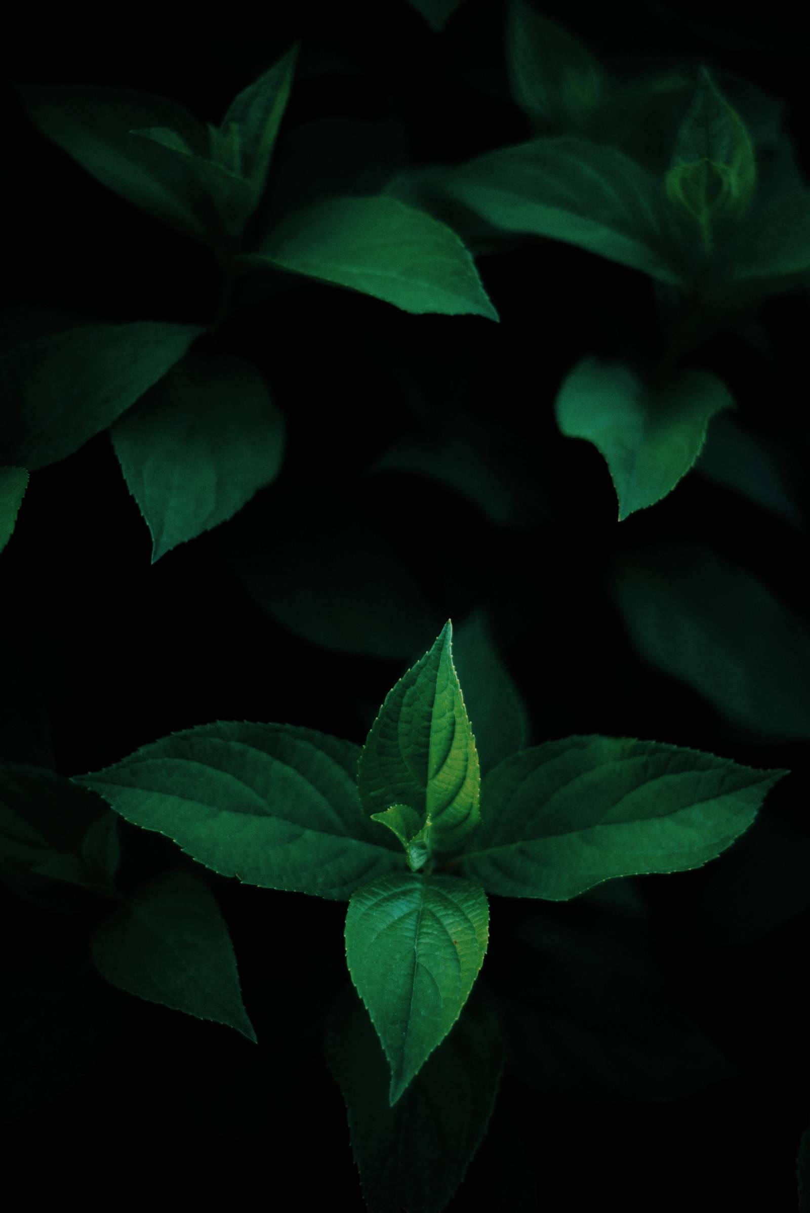Green Leaves OLED Fundal