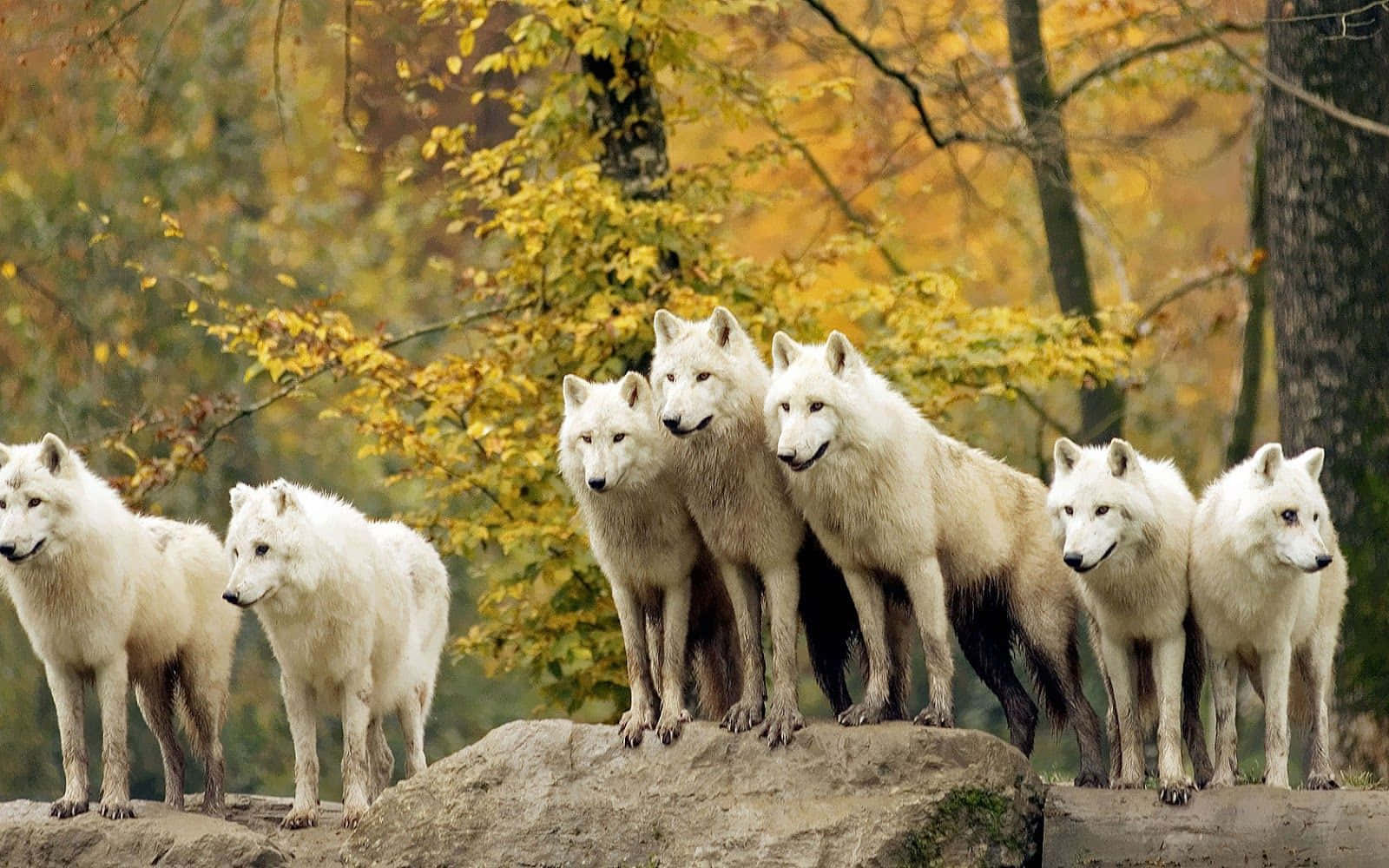 Haie de lupi în pădure de toamnă Fundal