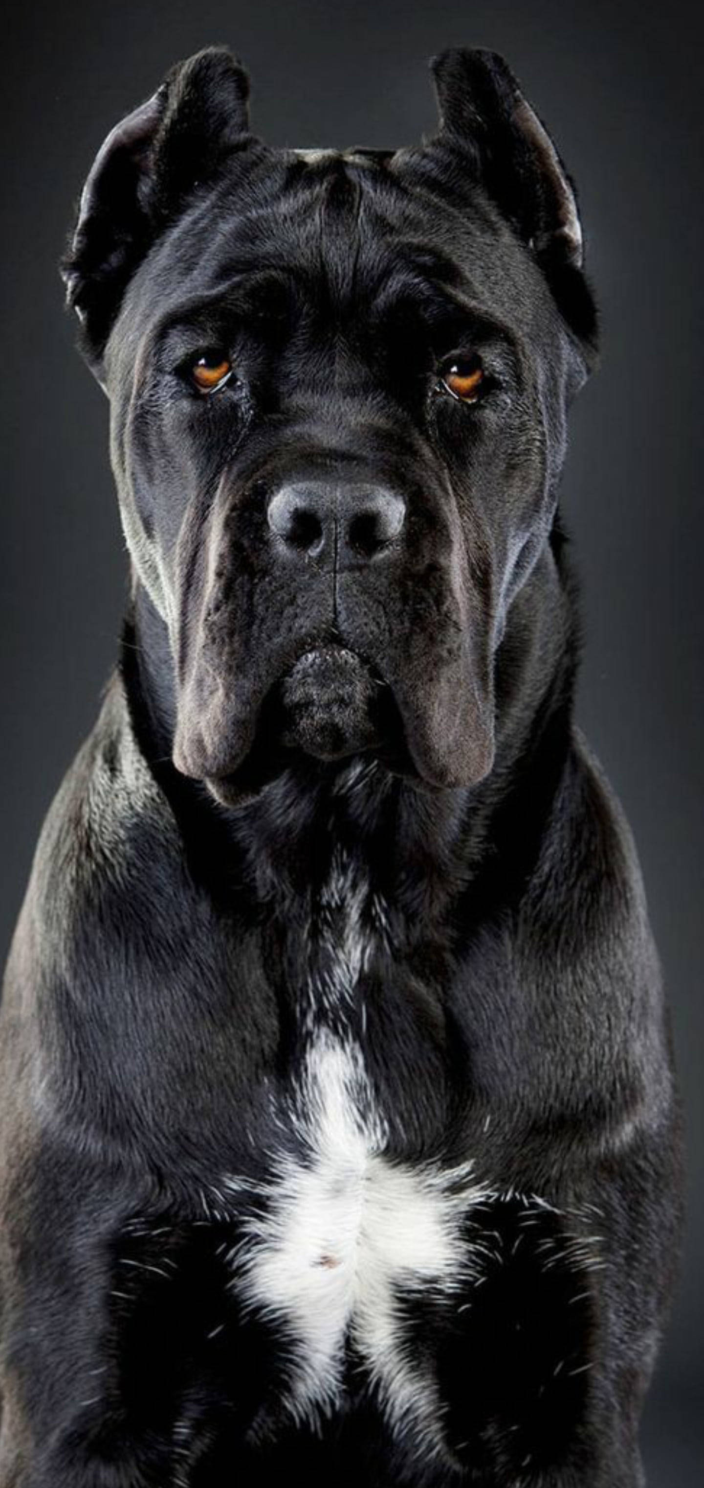 Handsome Cane Corso Dog Fundal