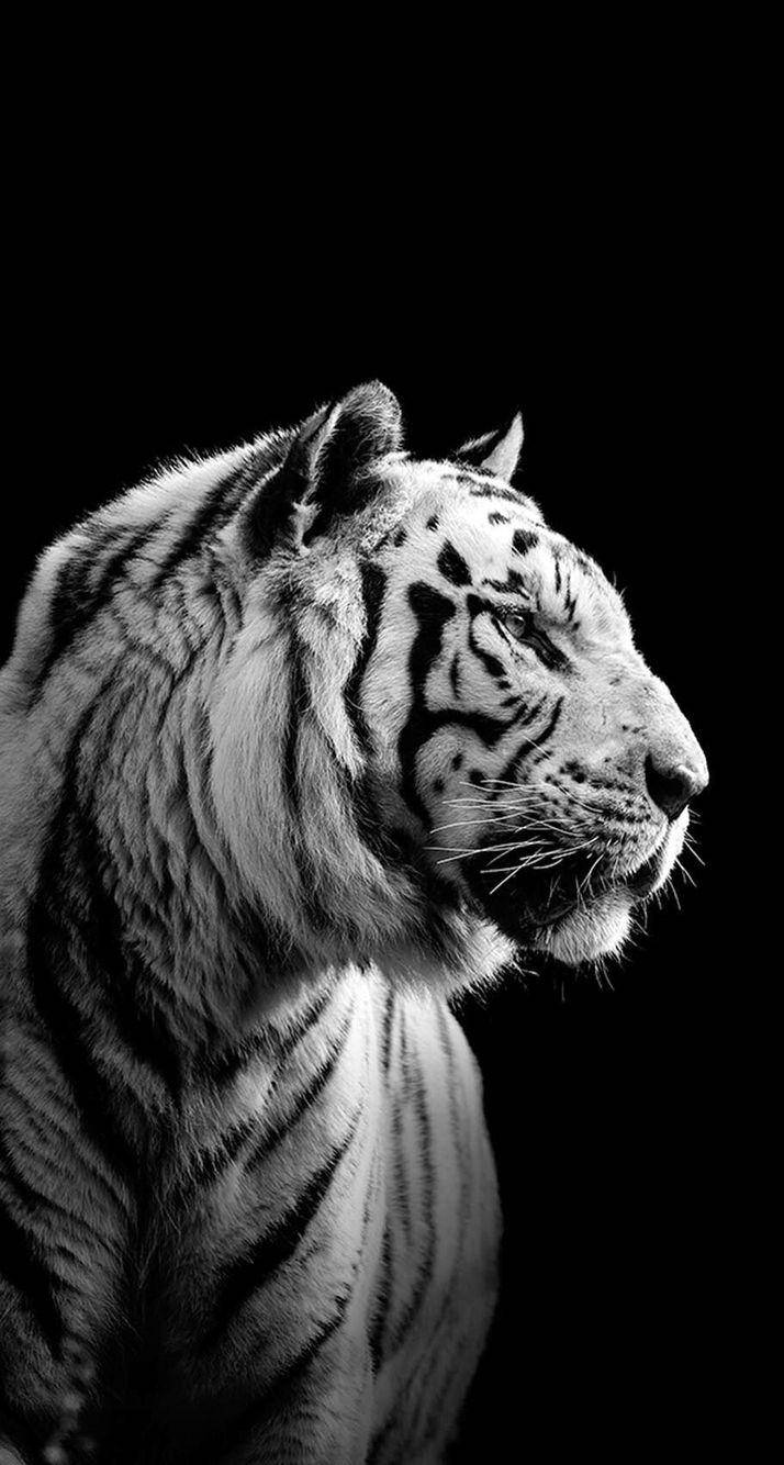 Harimau Alb-Negru Fundal