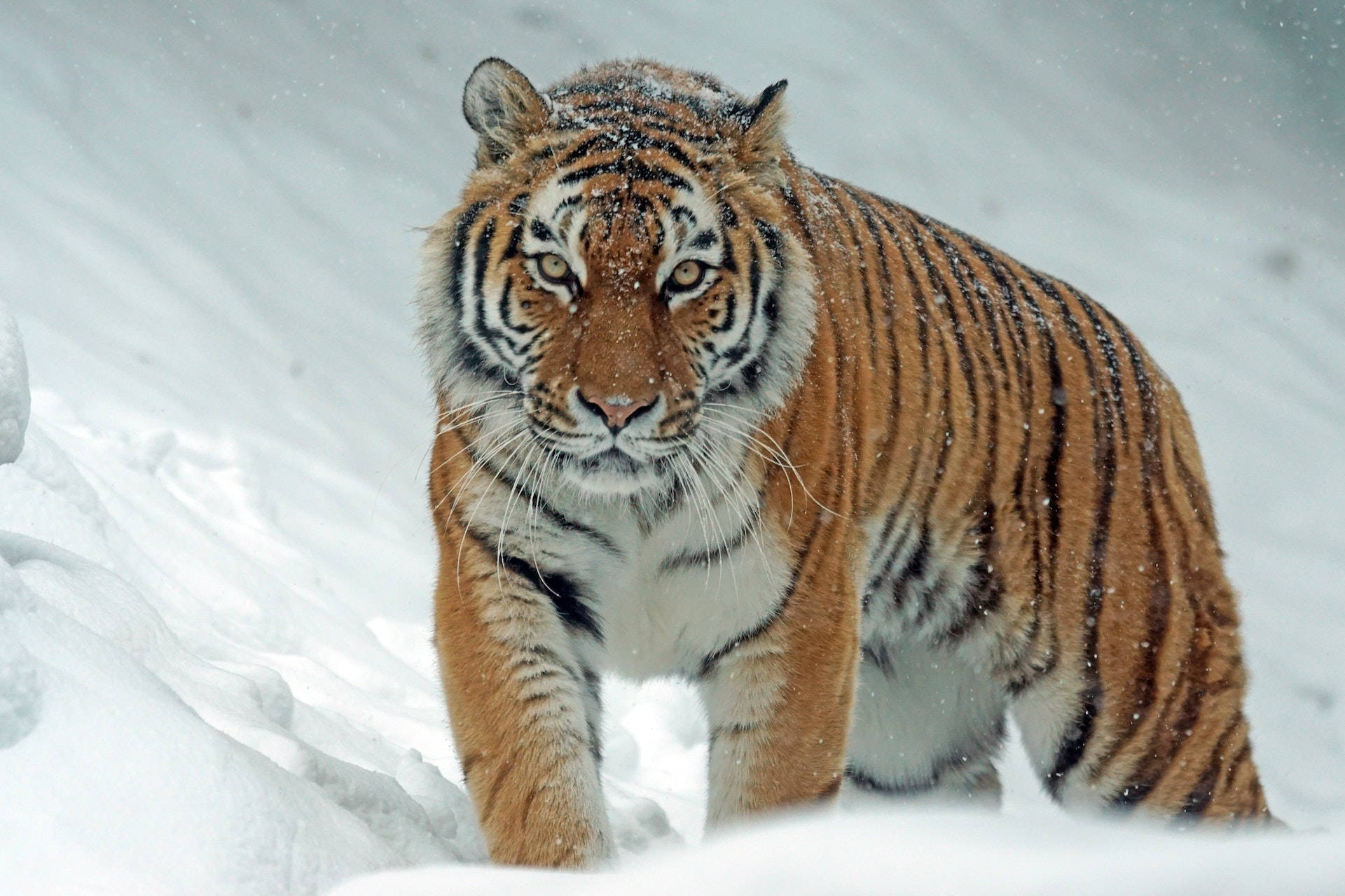 Harimau Feroce care Merge prin Zapada Fundal