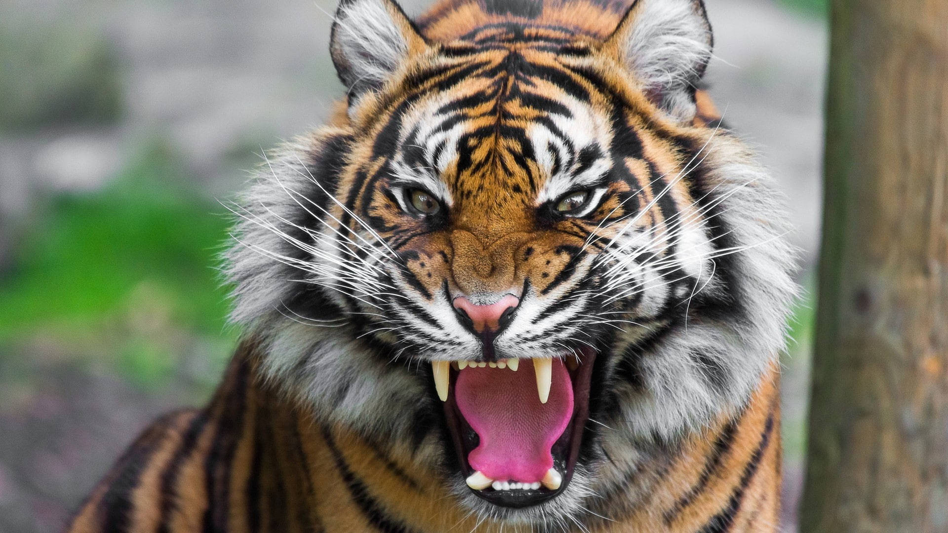 Harimau Furios Fundal