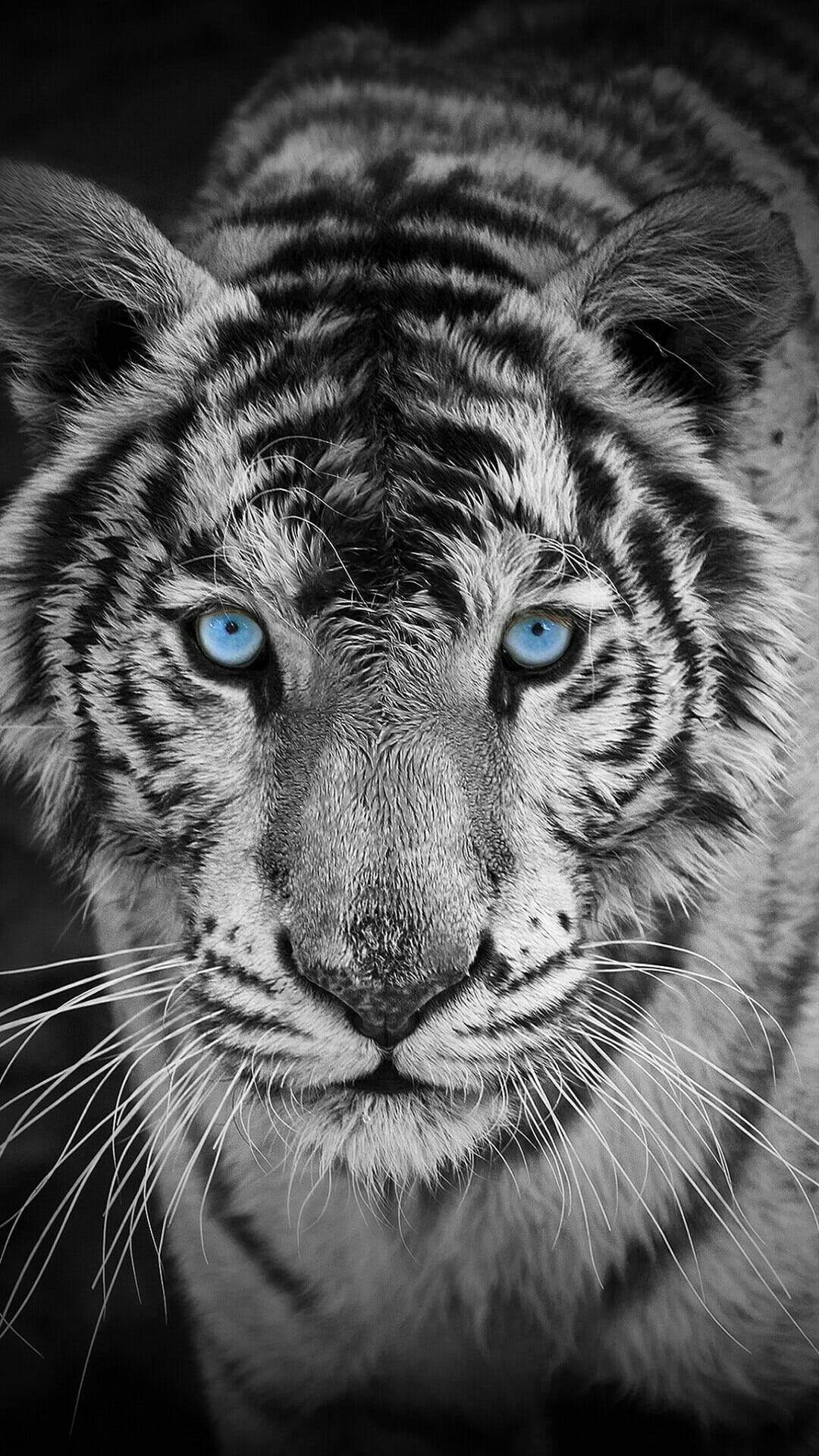 Harimau în tonuri de gri cu ochi albaștri Fundal