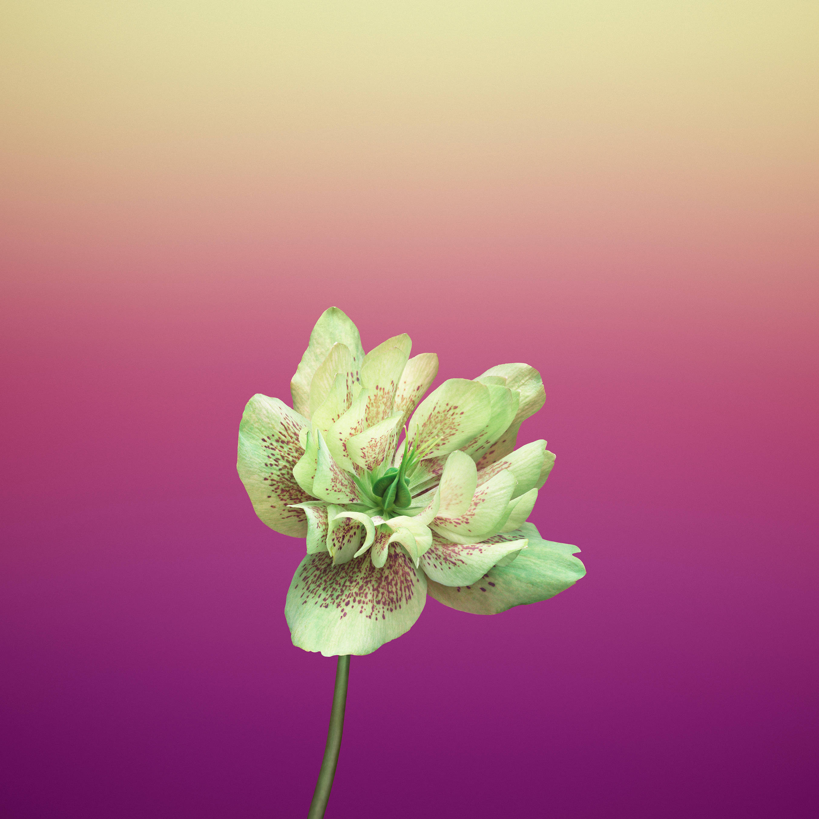 Helleborus Orientalis Violet Floare de Măr Fundal