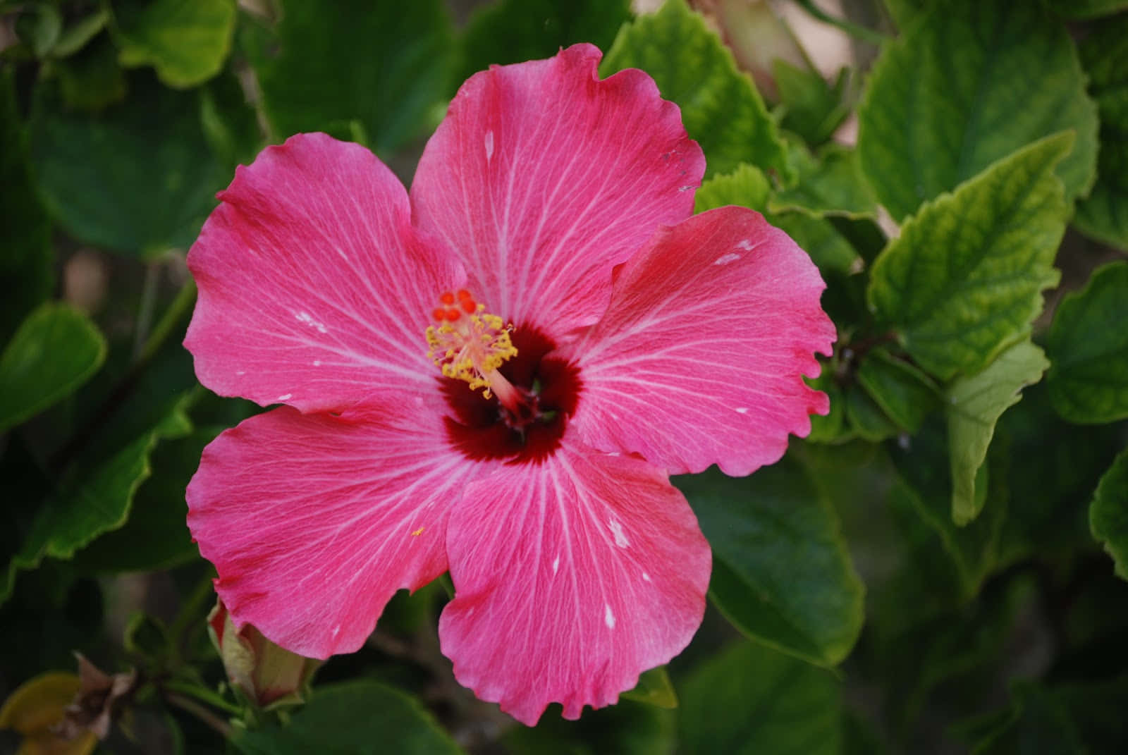 Hibiscus roz – imagine cu plante tropicale Fundal