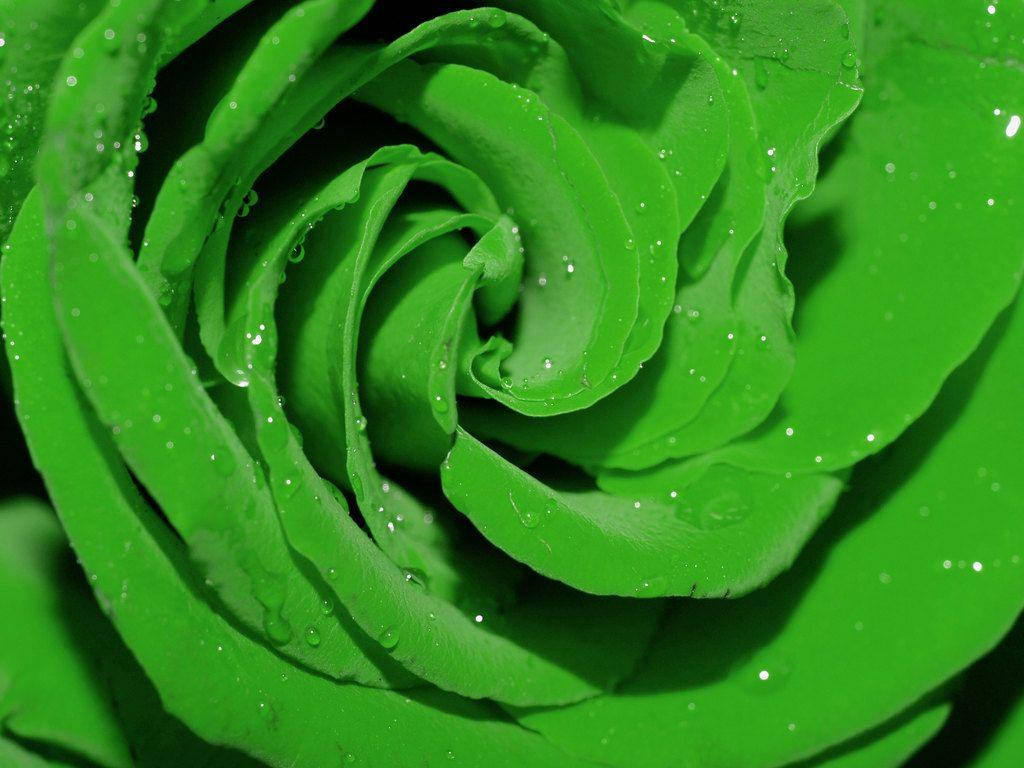 Hijau Trandafir Verde Fundal