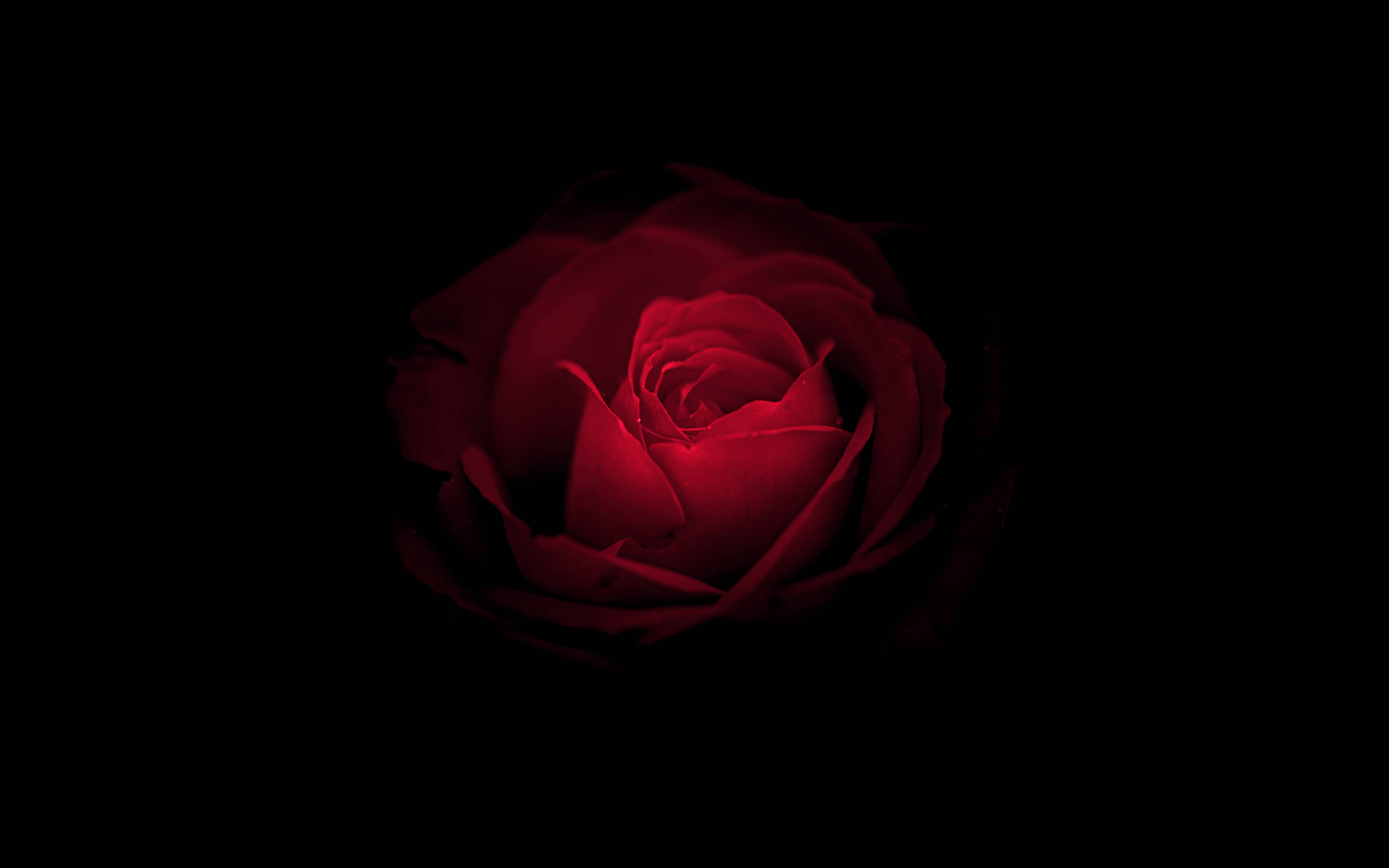 Huawei Mate RS Porsche Rose Fundal
