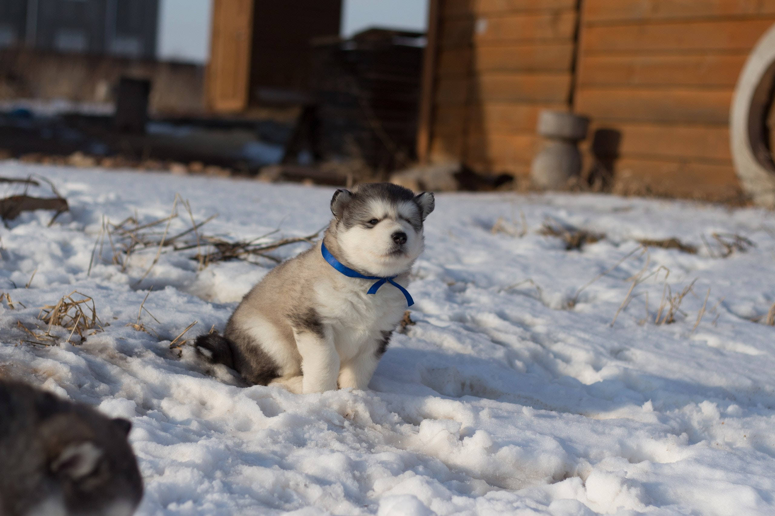 Husky Drăguț Cu Zgarda Albastră Fundal