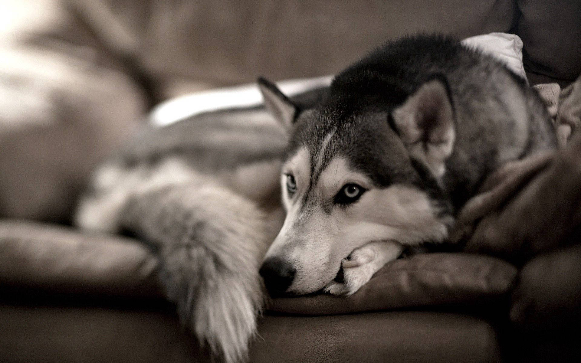 Husky moale și pufos relaxându-se confortabil pe canapea Fundal