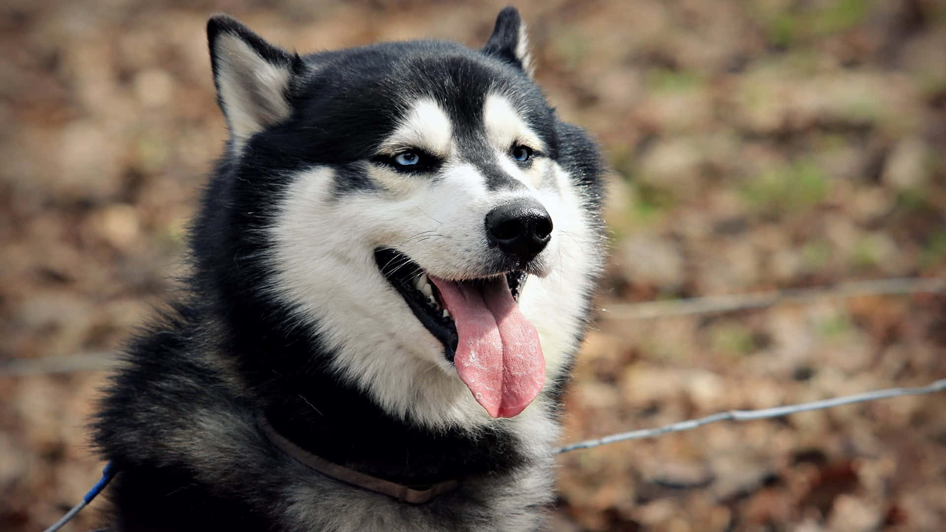 Husky Siberian Drăguț și Pufos Fundal