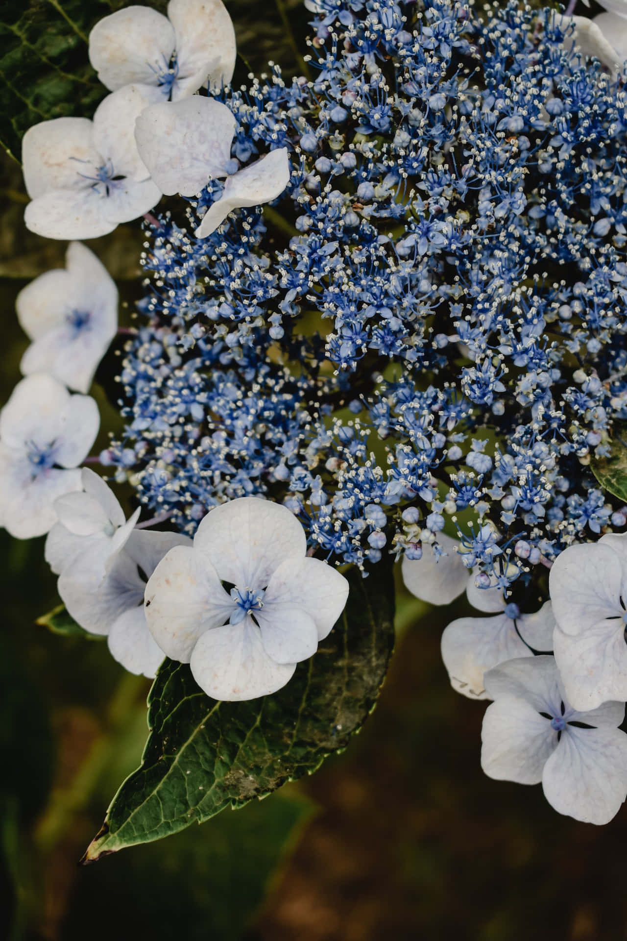 Hydrangea Serrata Flori Albastre Telefon Fundal
