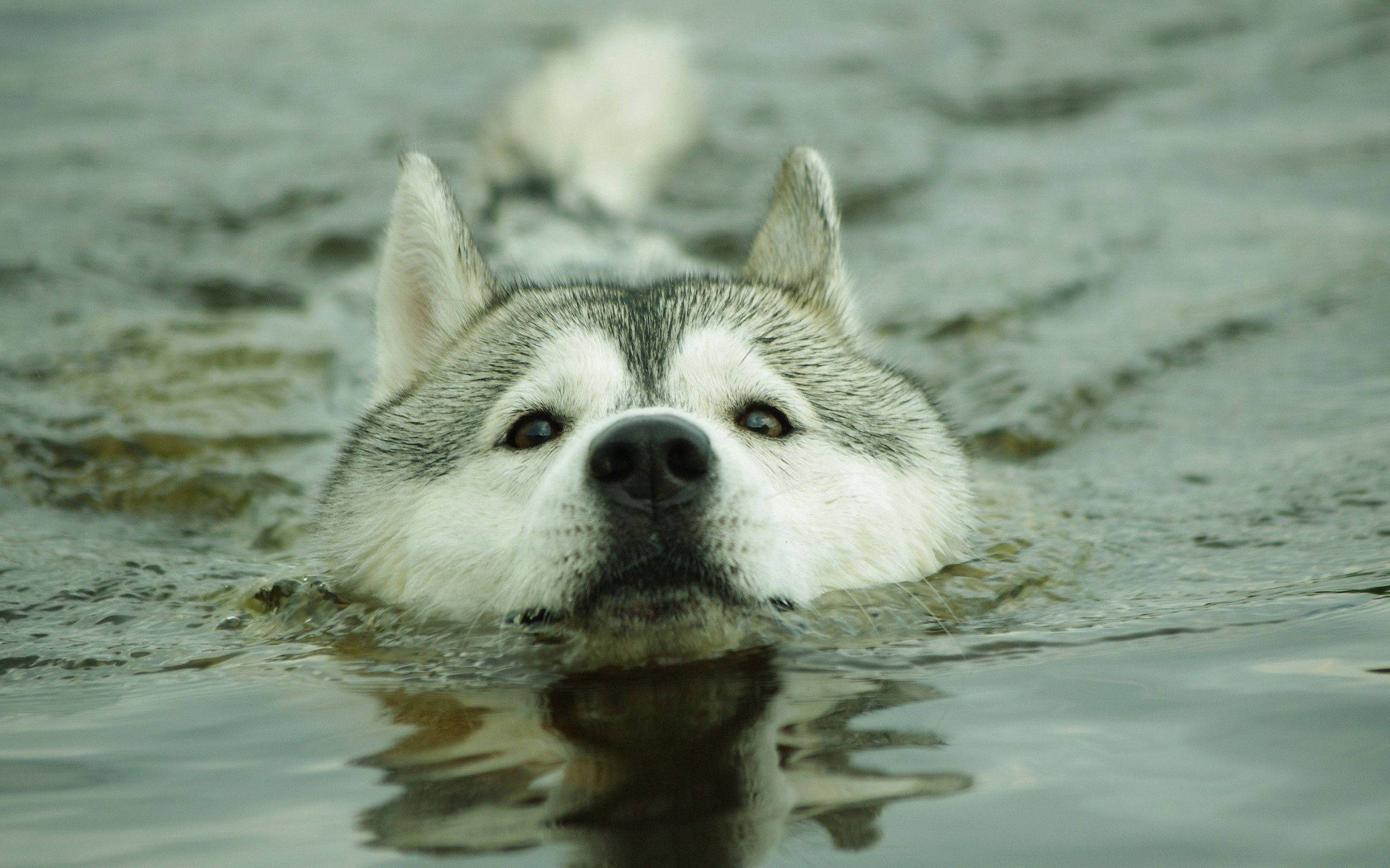 „Ia o baie - acest Husky se distrează de minune” Fundal