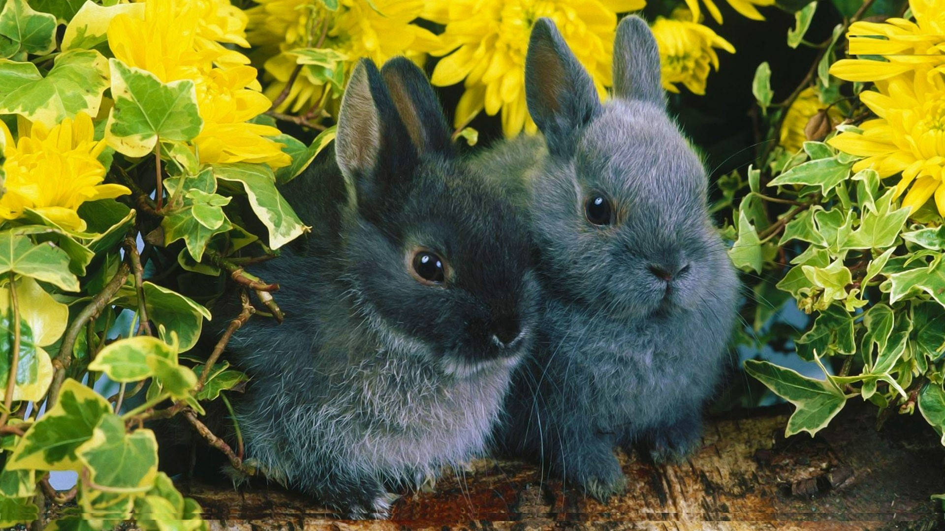 Iepurași Negri Adorabili Fundal