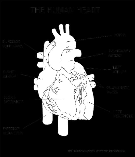 Ilustrație Anatomică a Inimii Umane Fundal